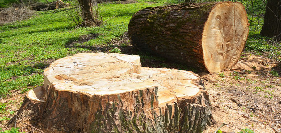 Georgina Stump Removal Service - Georgina Tree Service