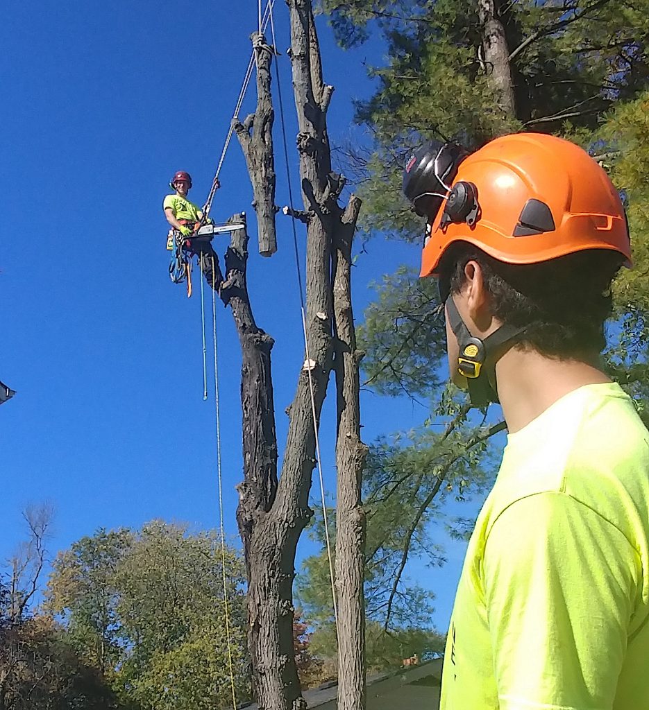 Georgina Tree Removal Service - Georgina Tree Service